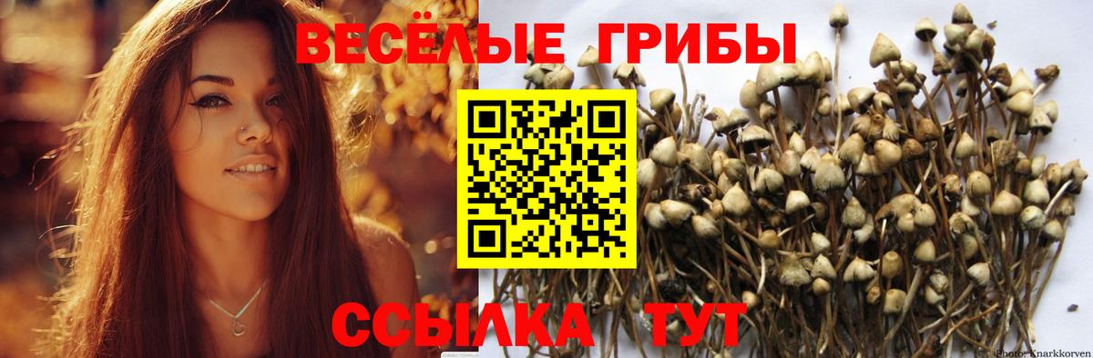 Галлюциногенные грибы Cubensis Муром